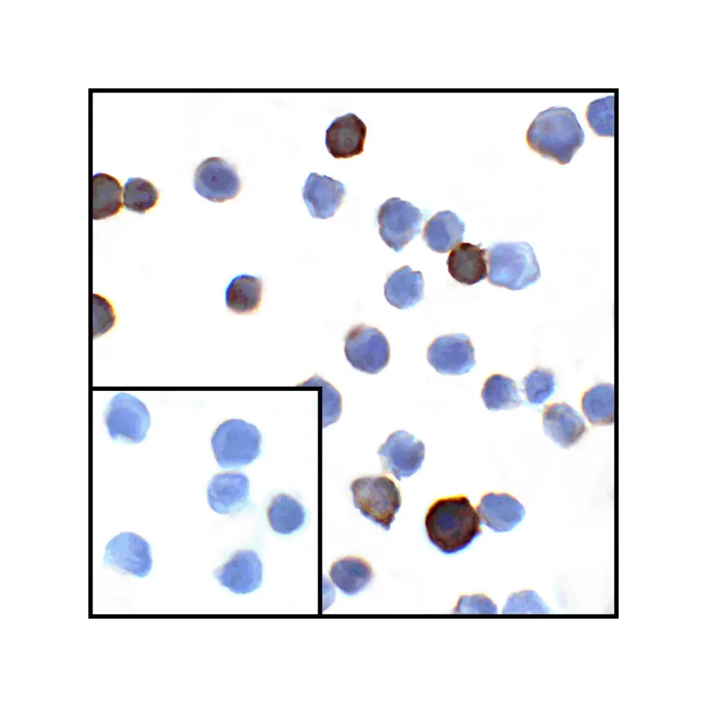 ProSci RF16038_S PDL1 Antibody [1D7], ProSci, 0.02 mg/Unit Secondary Image