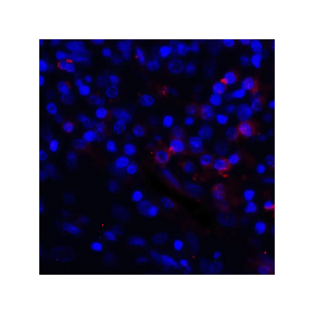 ProSci RF16031_S PDL1 Antibody [4F2], ProSci, 0.02 mg/Unit Quaternary Image
