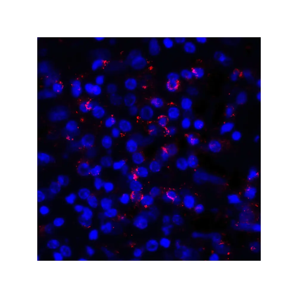 ProSci RF16032_S PDL1 Antibody [8E12], ProSci, 0.02 mg/Unit Quaternary Image