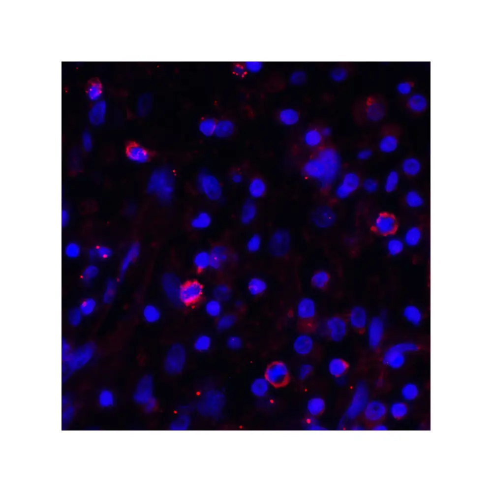 ProSci RF16036_S PDL1 Antibody [2D6], ProSci, 0.02 mg/Unit Quaternary Image