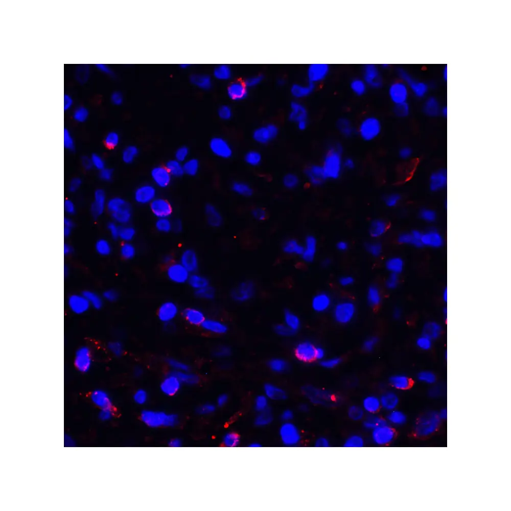 ProSci RF16037_S PDL1 Antibody [1F11], ProSci, 0.02 mg/Unit Quaternary Image