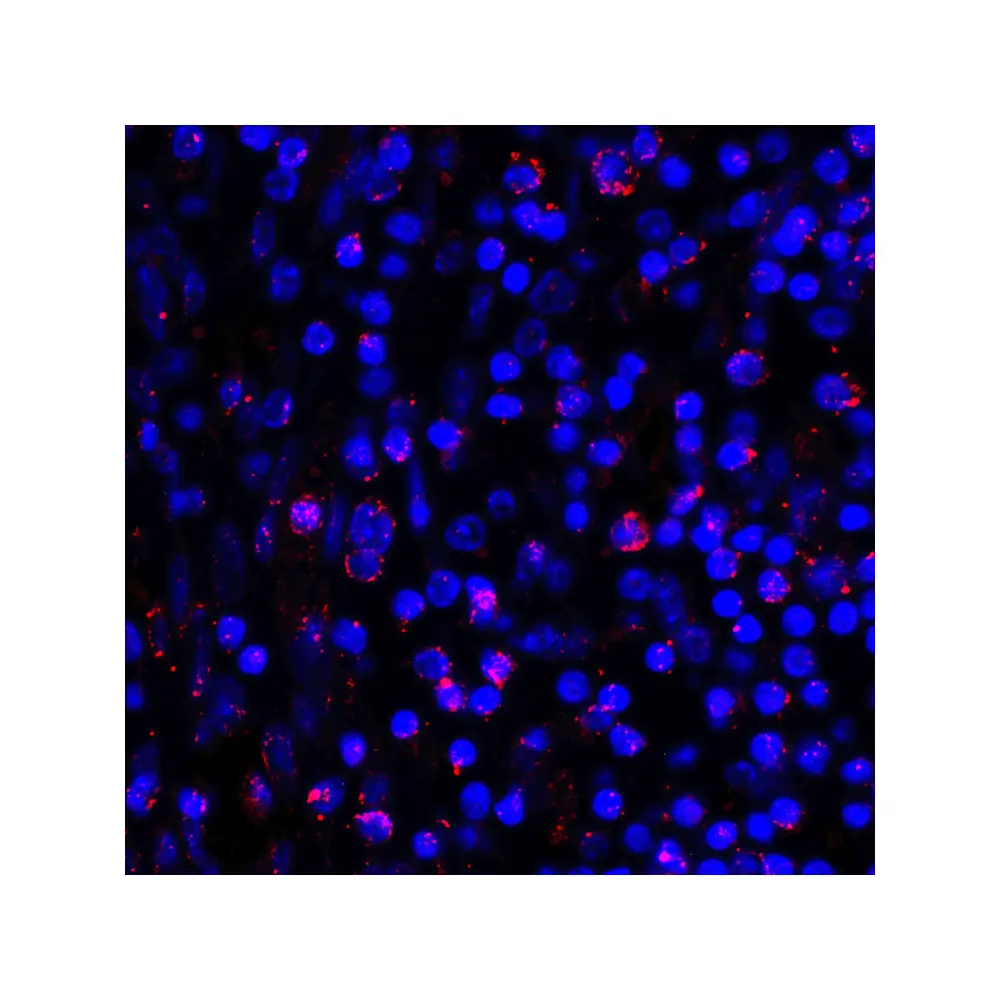 ProSci RF16038_S PDL1 Antibody [1D7], ProSci, 0.02 mg/Unit Quaternary Image