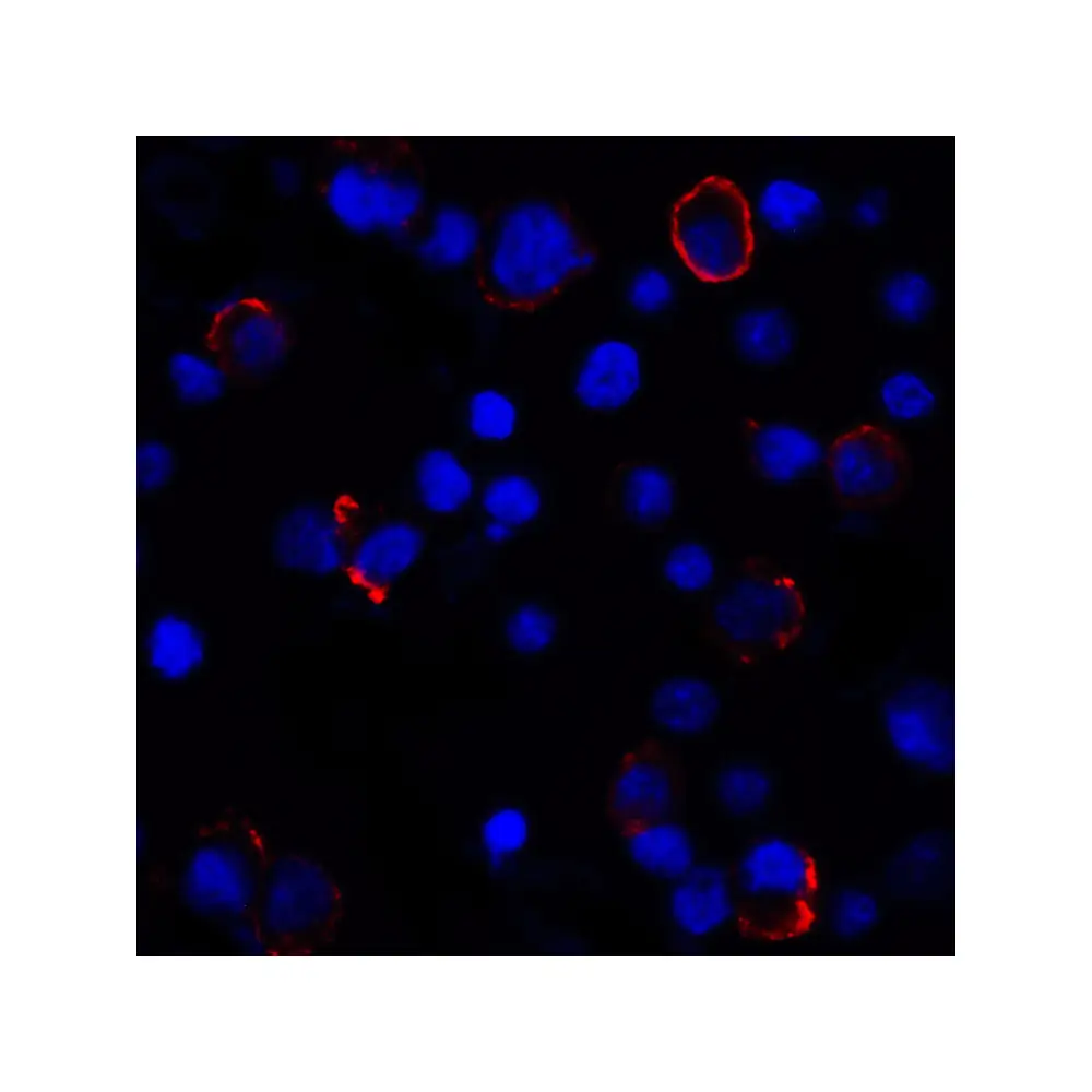 ProSci RF16031_S PDL1 Antibody [4F2], ProSci, 0.02 mg/Unit Tertiary Image