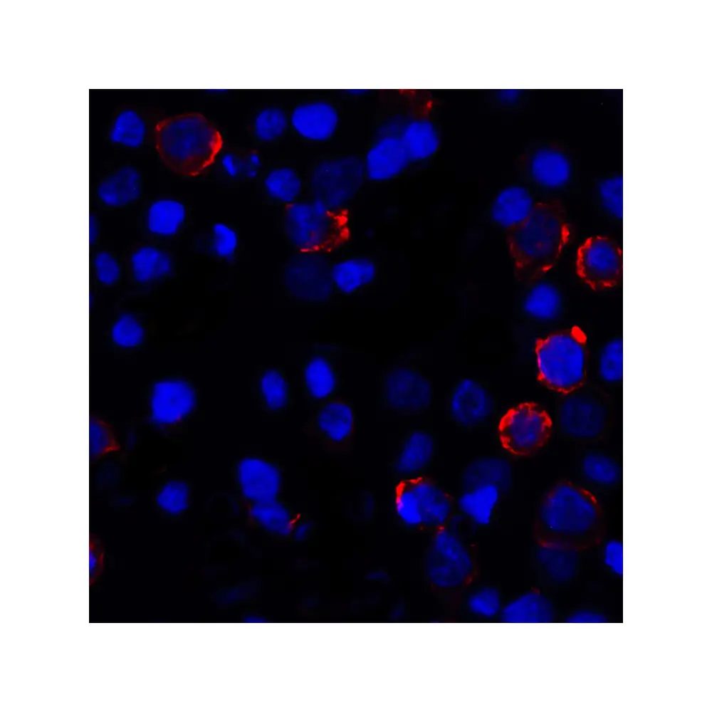 ProSci RF16032 PDL1 Antibody [8E12], ProSci, 0.1 mg/Unit Tertiary Image