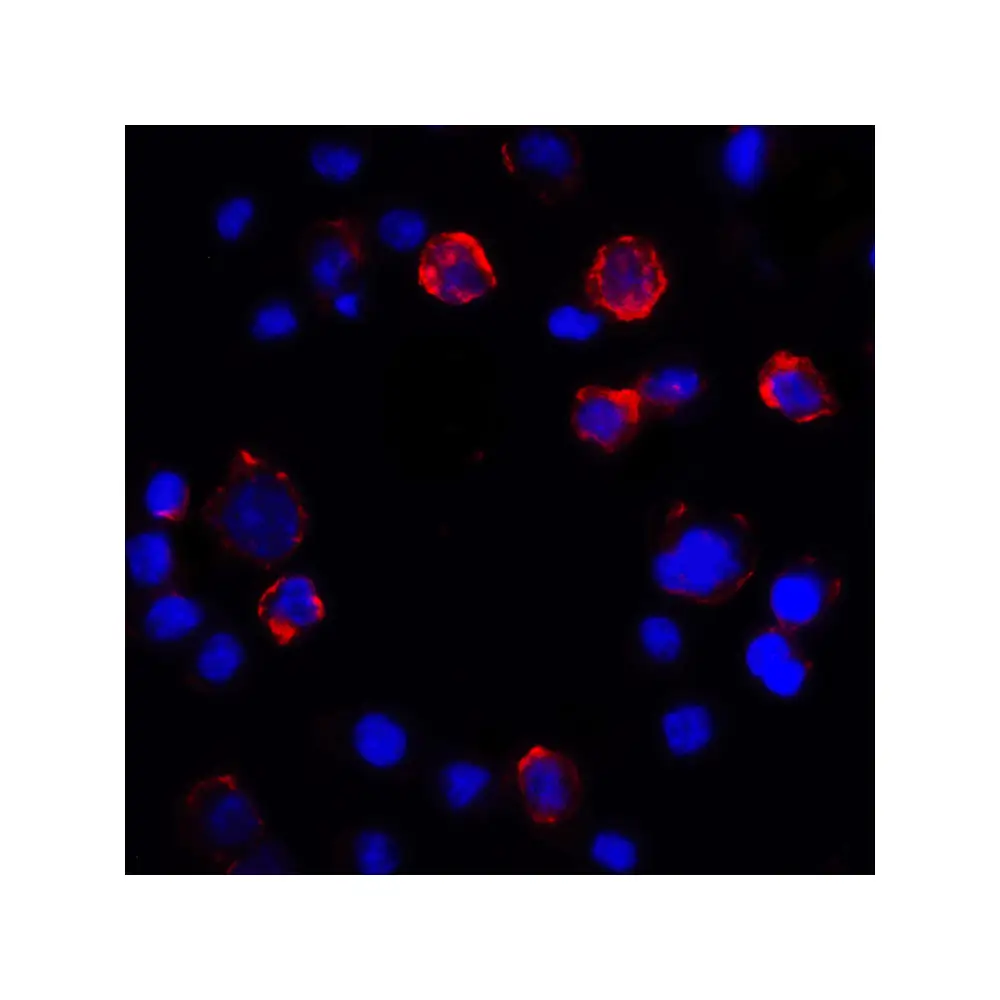 ProSci RF16036_S PDL1 Antibody [2D6], ProSci, 0.02 mg/Unit Tertiary Image