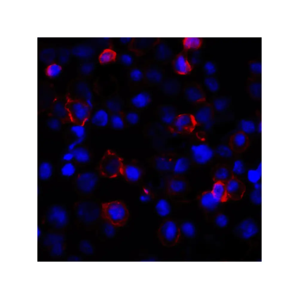 ProSci RF16037_S PDL1 Antibody [1F11], ProSci, 0.02 mg/Unit Tertiary Image