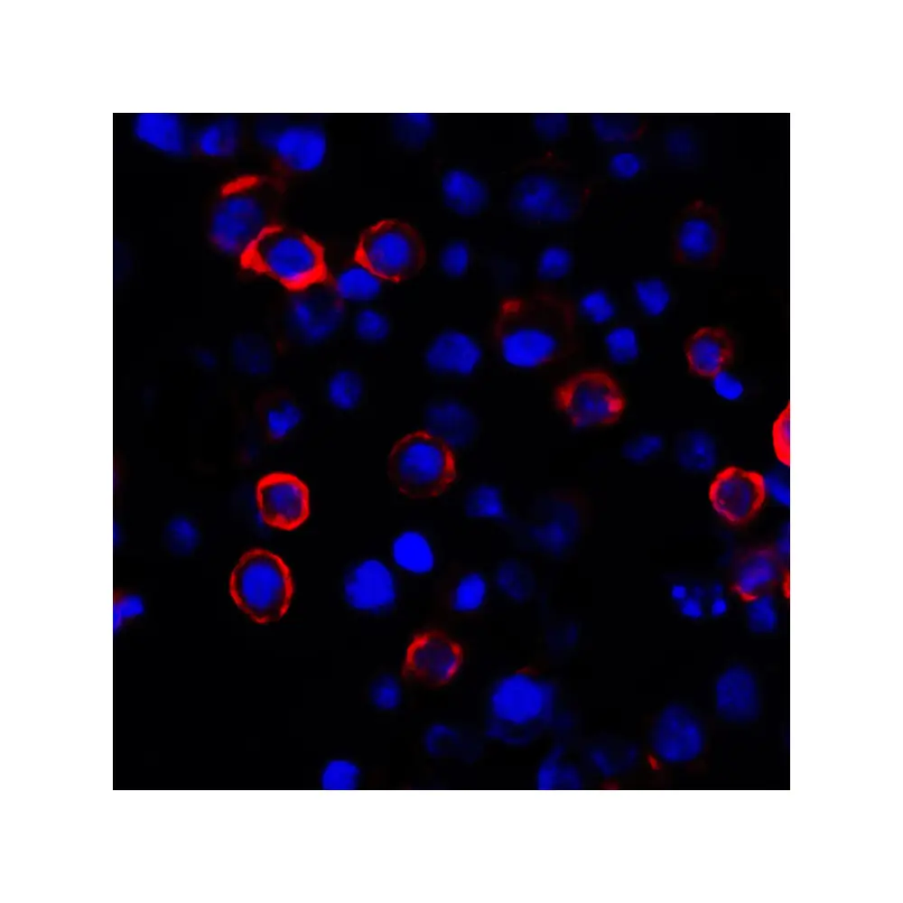 ProSci RF16038_S PDL1 Antibody [1D7], ProSci, 0.02 mg/Unit Tertiary Image
