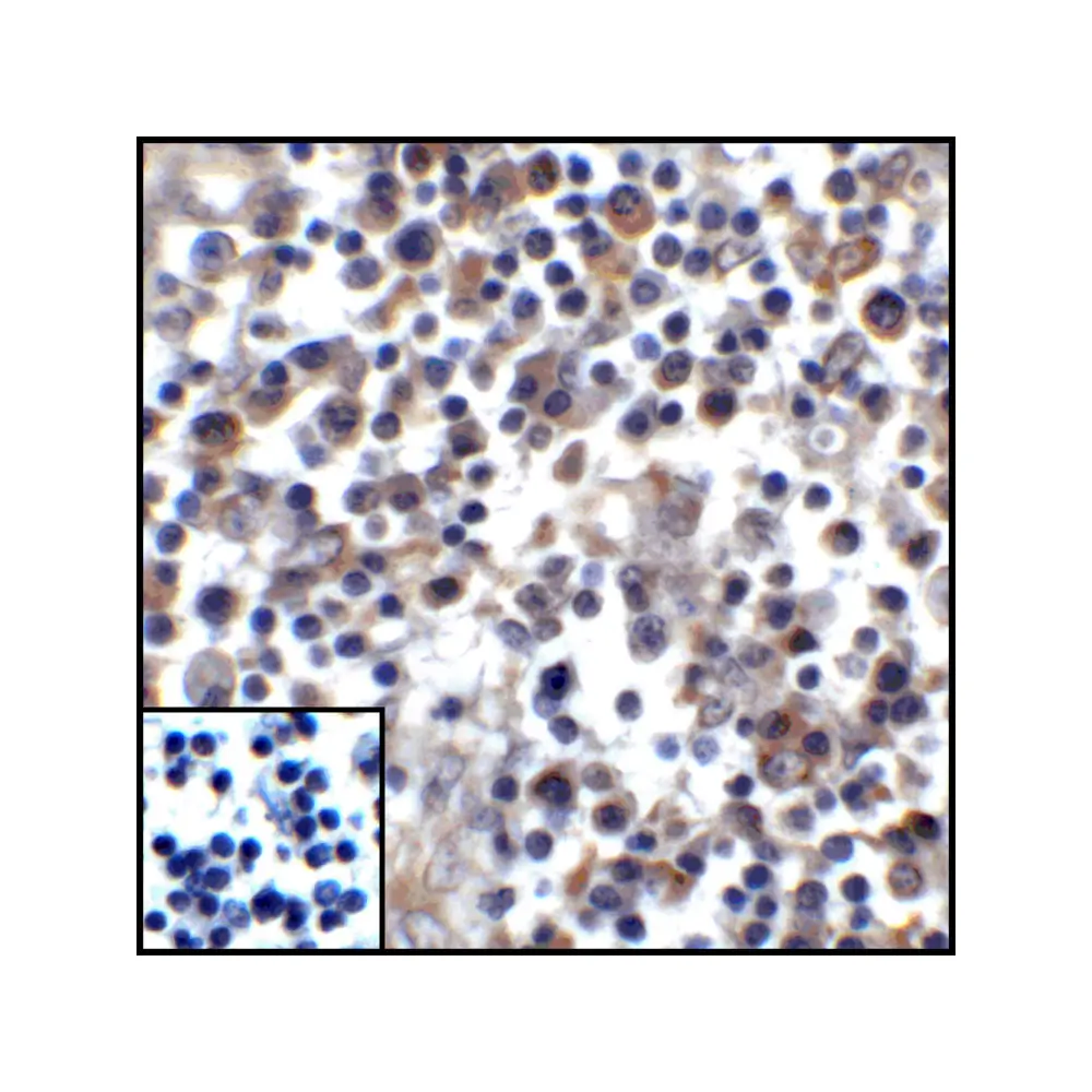 ProSci RF16031_S PDL1 Antibody [4F2], ProSci, 0.02 mg/Unit Senary Image