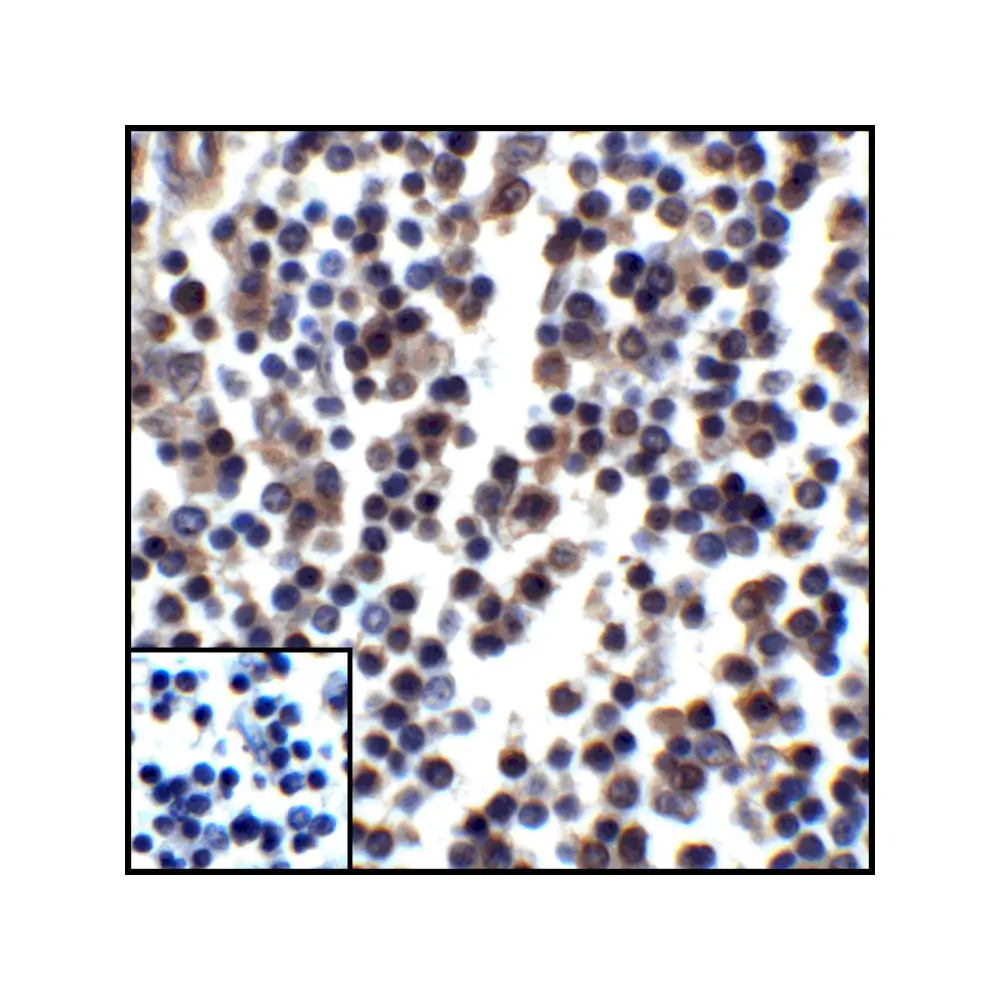 ProSci RF16032_S PDL1 Antibody [8E12], ProSci, 0.02 mg/Unit Senary Image