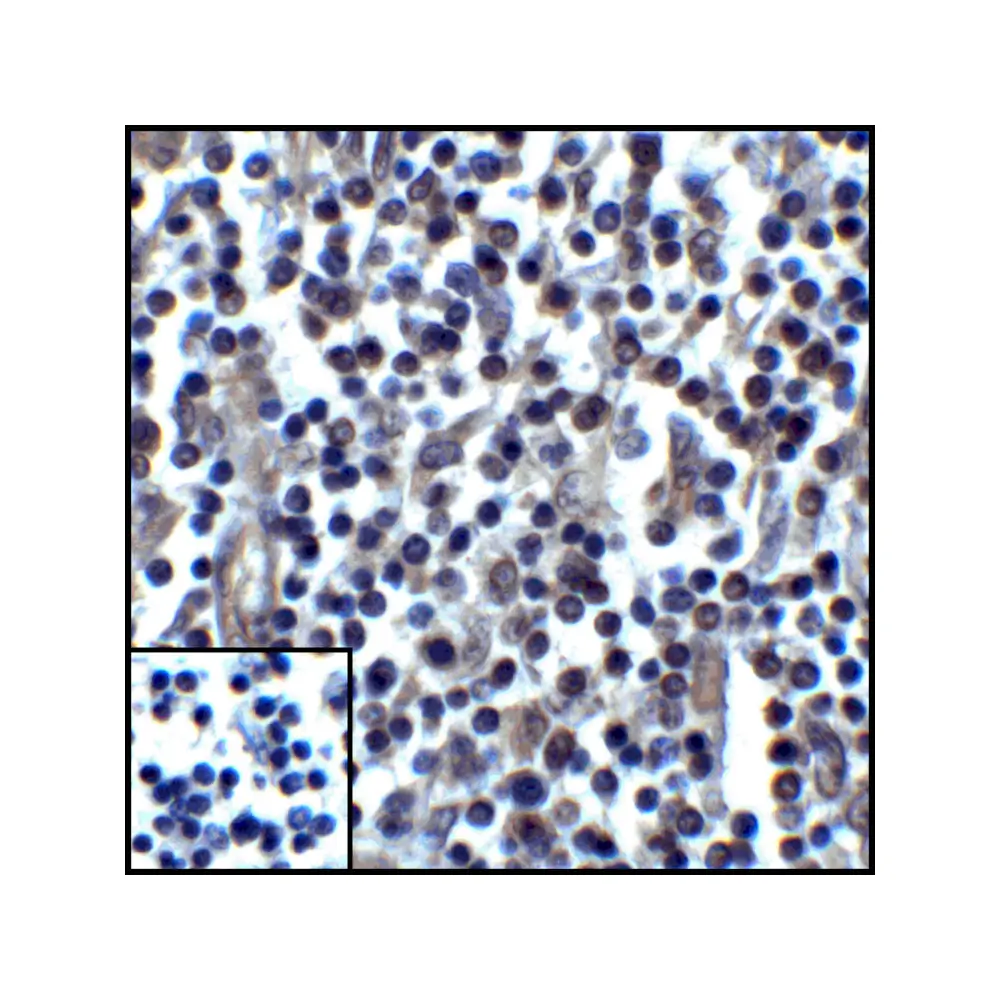 ProSci RF16036_S PDL1 Antibody [2D6], ProSci, 0.02 mg/Unit Senary Image