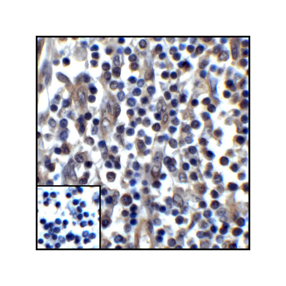 ProSci RF16037_S PDL1 Antibody [1F11], ProSci, 0.02 mg/Unit Senary Image