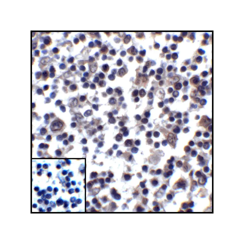 ProSci RF16038_S PDL1 Antibody [1D7], ProSci, 0.02 mg/Unit Senary Image