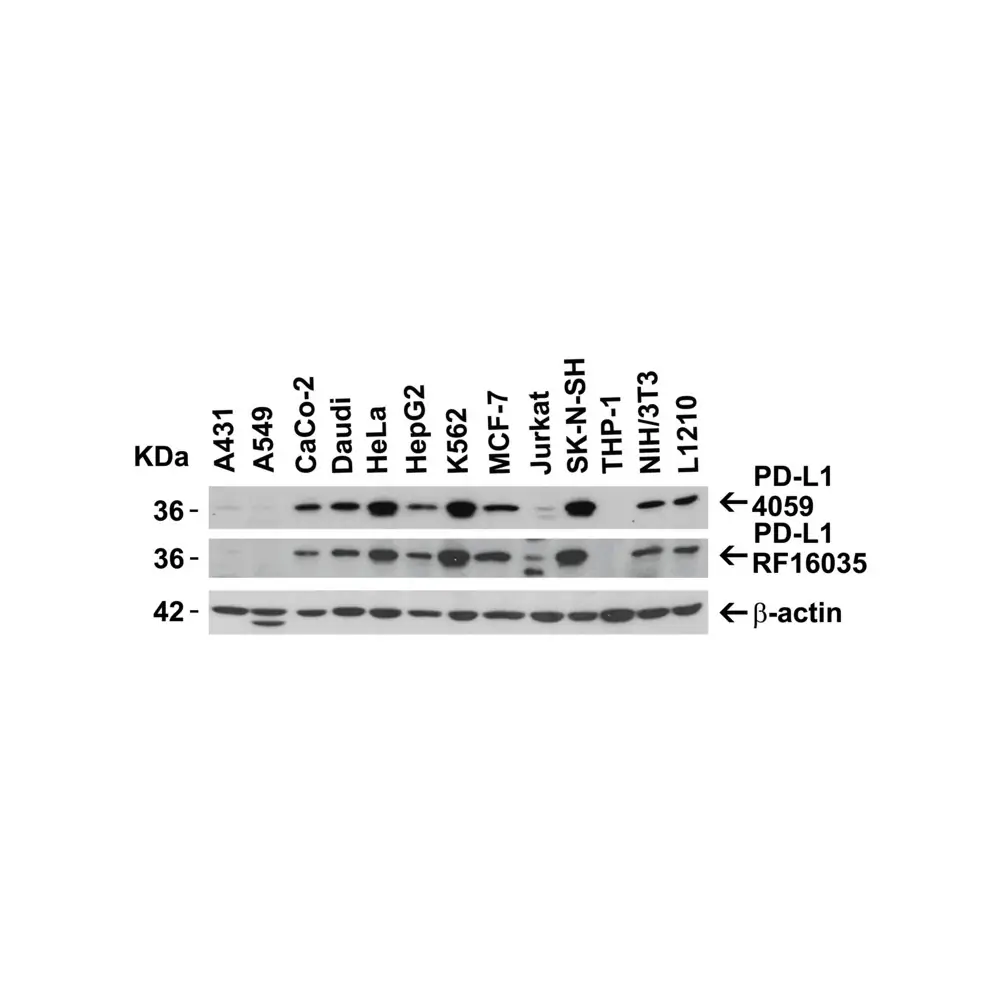 ProSci RF16035_S PDL1 Antibody [6H10], ProSci, 0.02 mg/Unit Secondary Image