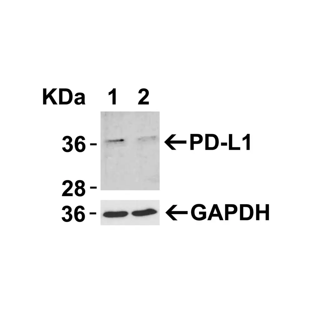 ProSci RF16035_S PDL1 Antibody [6H10], ProSci, 0.02 mg/Unit Tertiary Image