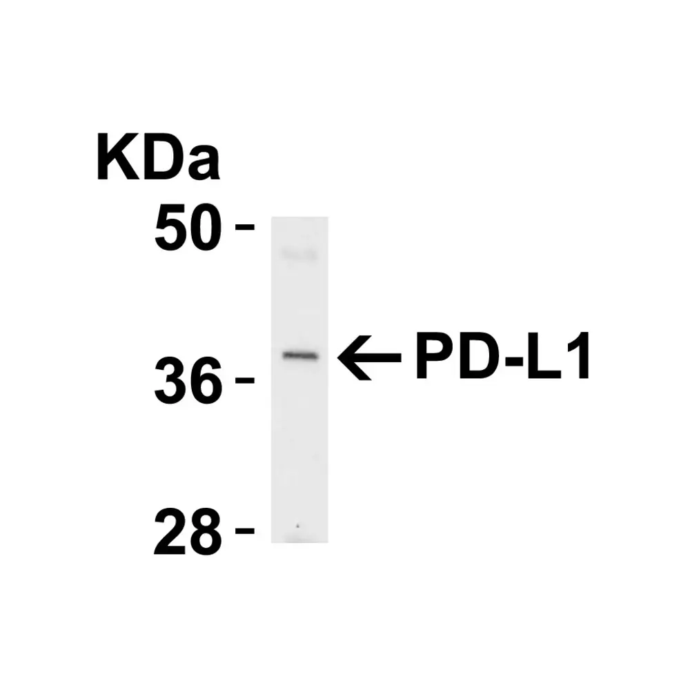 ProSci RF16035 PDL1 Antibody [6H10], ProSci, 0.1 mg/Unit Quaternary Image