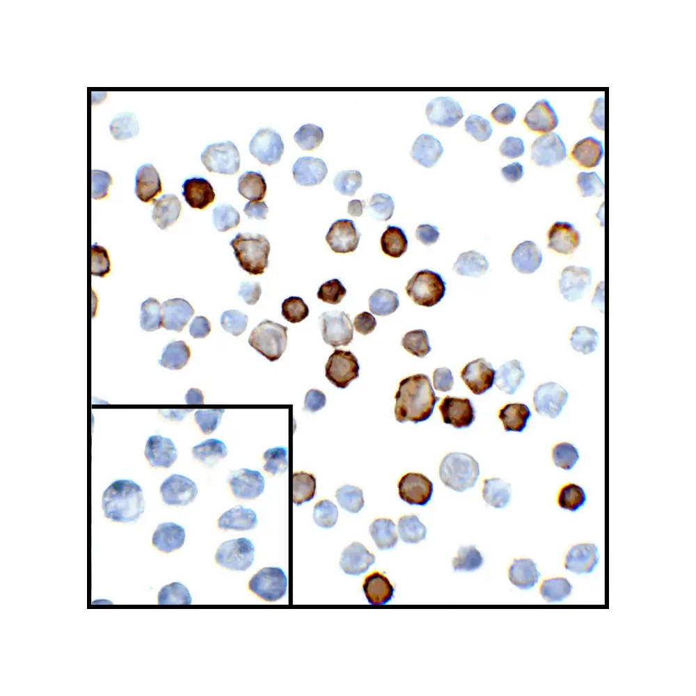 ProSci RF16021 PDL2 Antibody [4E10], ProSci, 0.1 mg/Unit Secondary Image