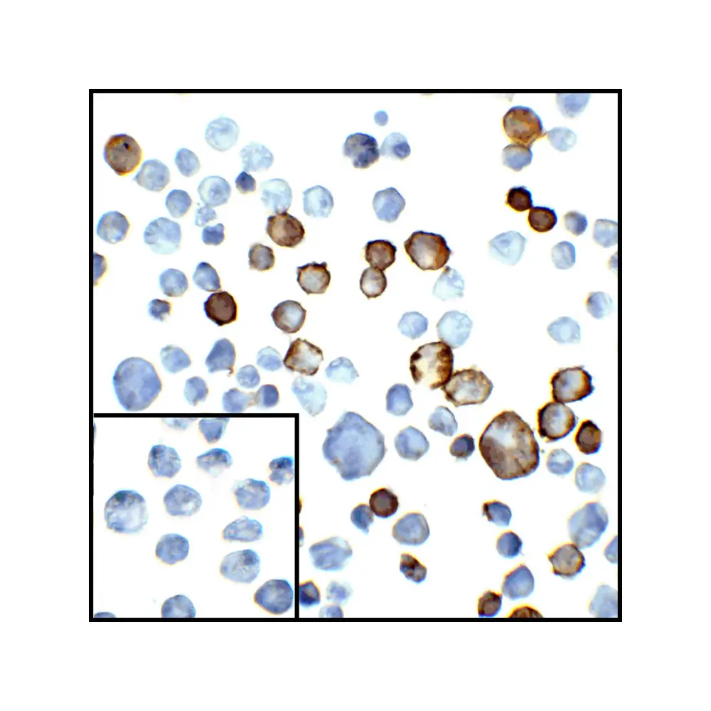ProSci RF16024_S PDL2 Antibody [7C1], ProSci, 0.02 mg/Unit Secondary Image