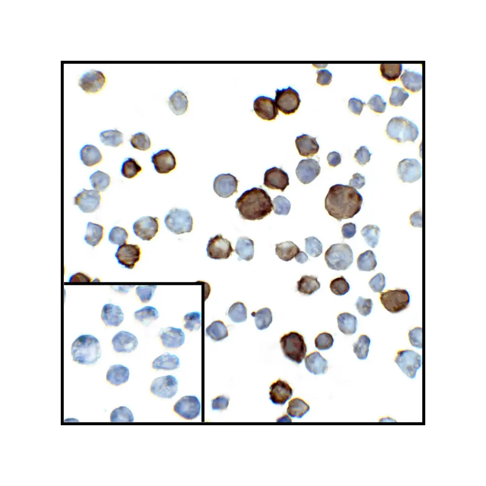 ProSci RF16025 PDL2 Antibody [10H6], ProSci, 0.1 mg/Unit Secondary Image