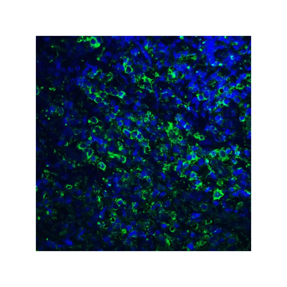 ProSci RF16021 PDL2 Antibody [4E10], ProSci, 0.1 mg/Unit Quaternary Image