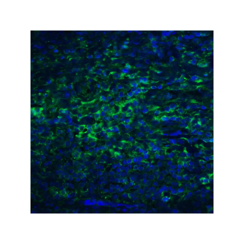 ProSci RF16024_S PDL2 Antibody [7C1], ProSci, 0.02 mg/Unit Quaternary Image