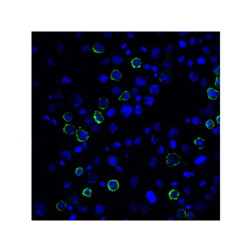 ProSci RF16021 PDL2 Antibody [4E10], ProSci, 0.1 mg/Unit Tertiary Image
