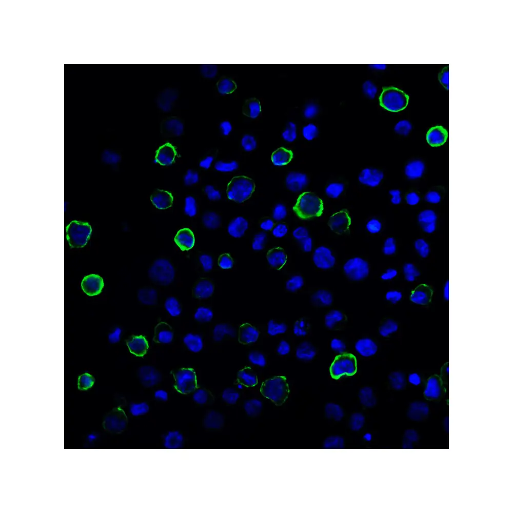 ProSci RF16022_S PDL2 Antibody [8C12], ProSci, 0.02 mg/Unit Tertiary Image
