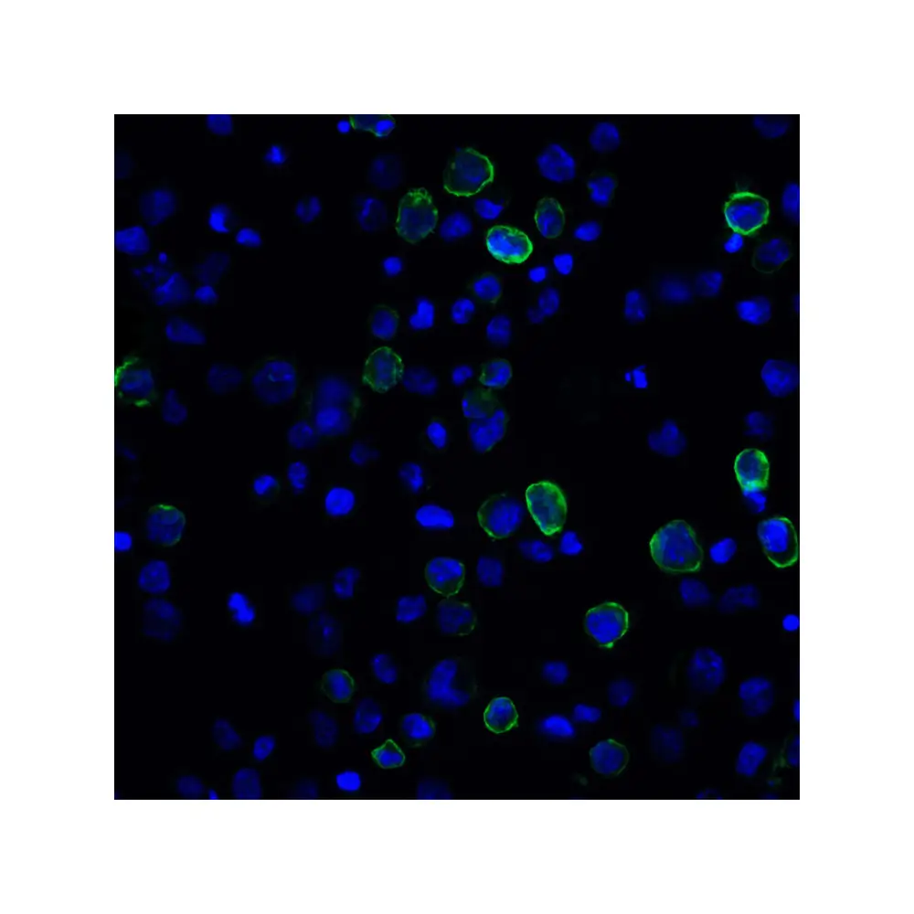 ProSci RF16024_S PDL2 Antibody [7C1], ProSci, 0.02 mg/Unit Tertiary Image