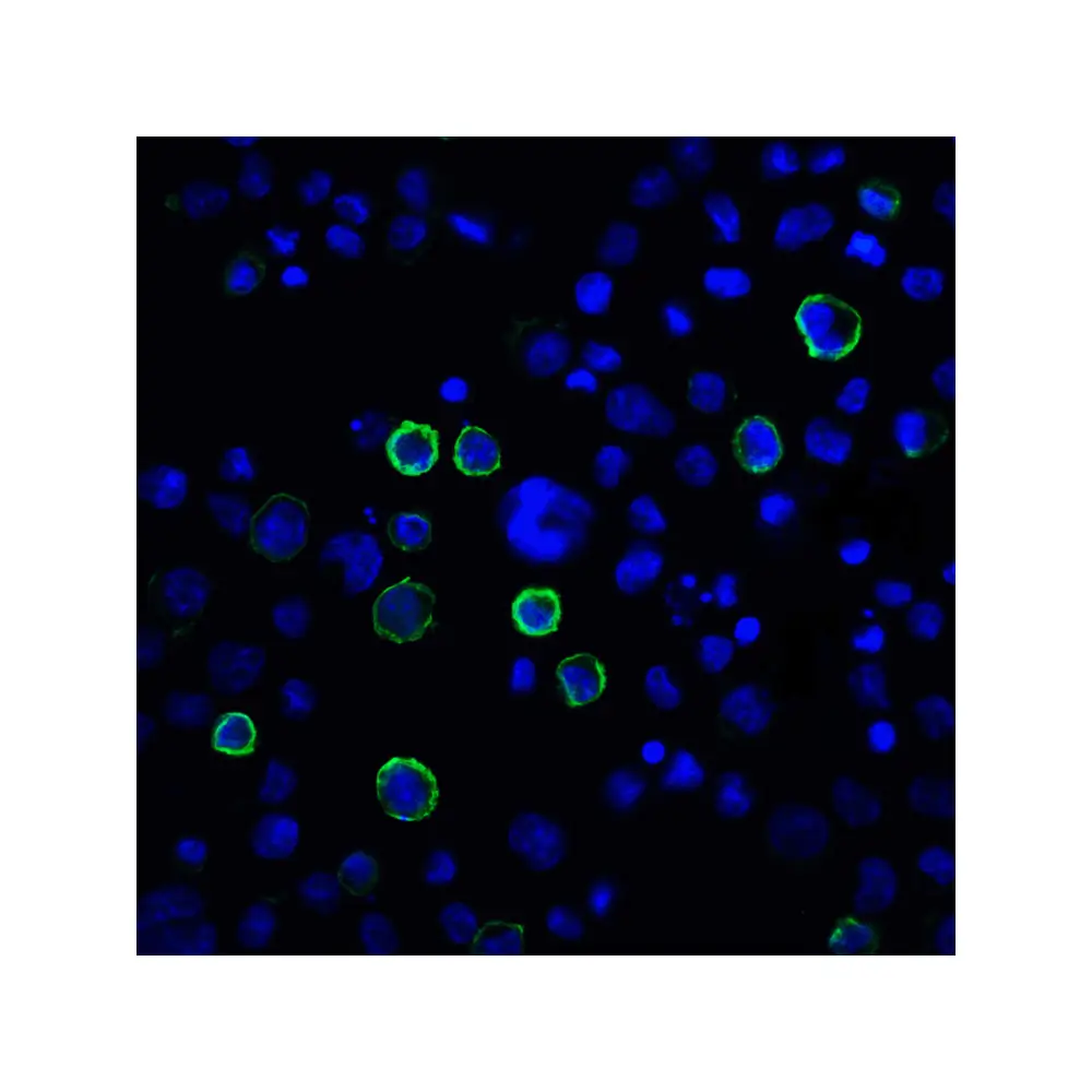 ProSci RF16025 PDL2 Antibody [10H6], ProSci, 0.1 mg/Unit Tertiary Image
