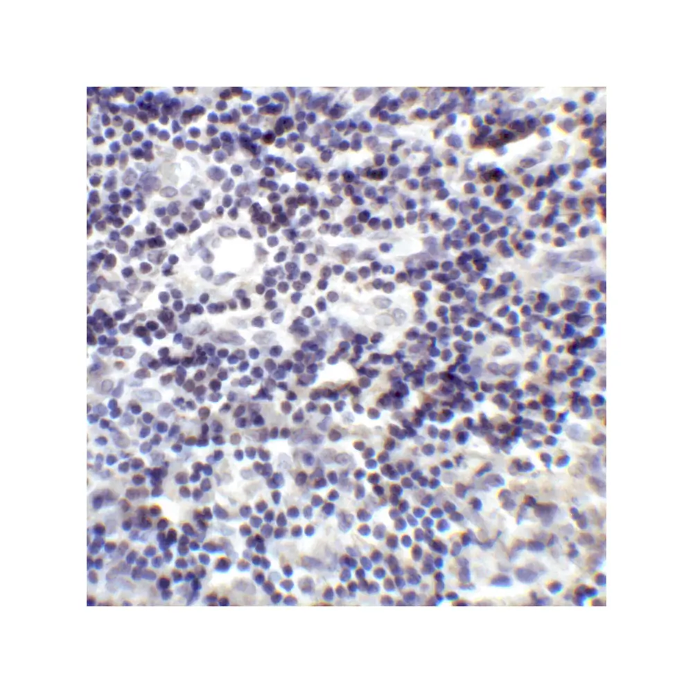 ProSci RF16021 PDL2 Antibody [4E10], ProSci, 0.1 mg/Unit Senary Image