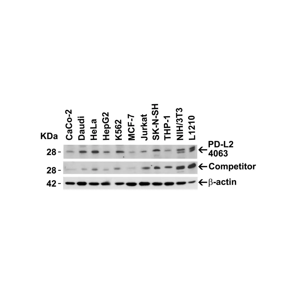 ProSci 4063_S PD-L2 Antibody, ProSci, 0.02 mg/Unit Secondary Image