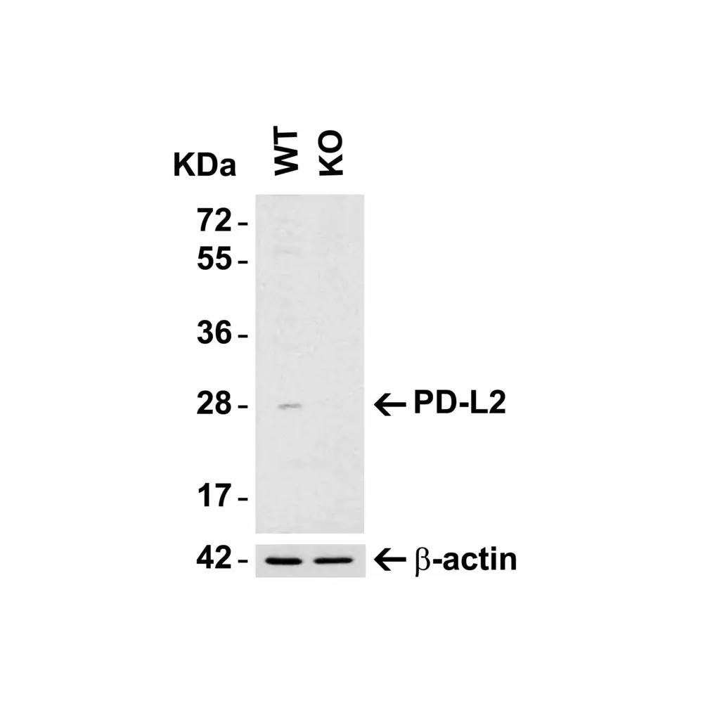 ProSci 4063_S PD-L2 Antibody, ProSci, 0.02 mg/Unit Tertiary Image
