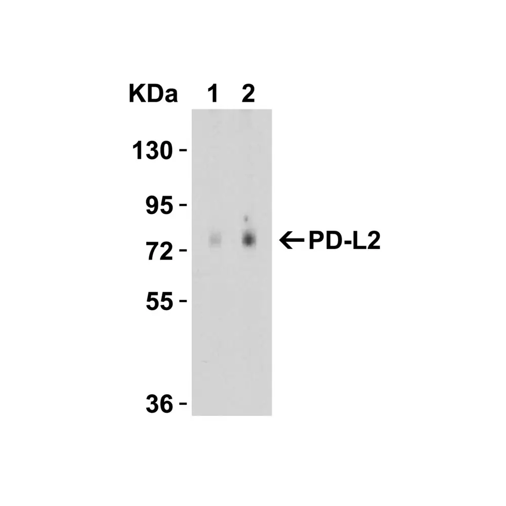 ProSci 4063_S PD-L2 Antibody, ProSci, 0.02 mg/Unit Quaternary Image