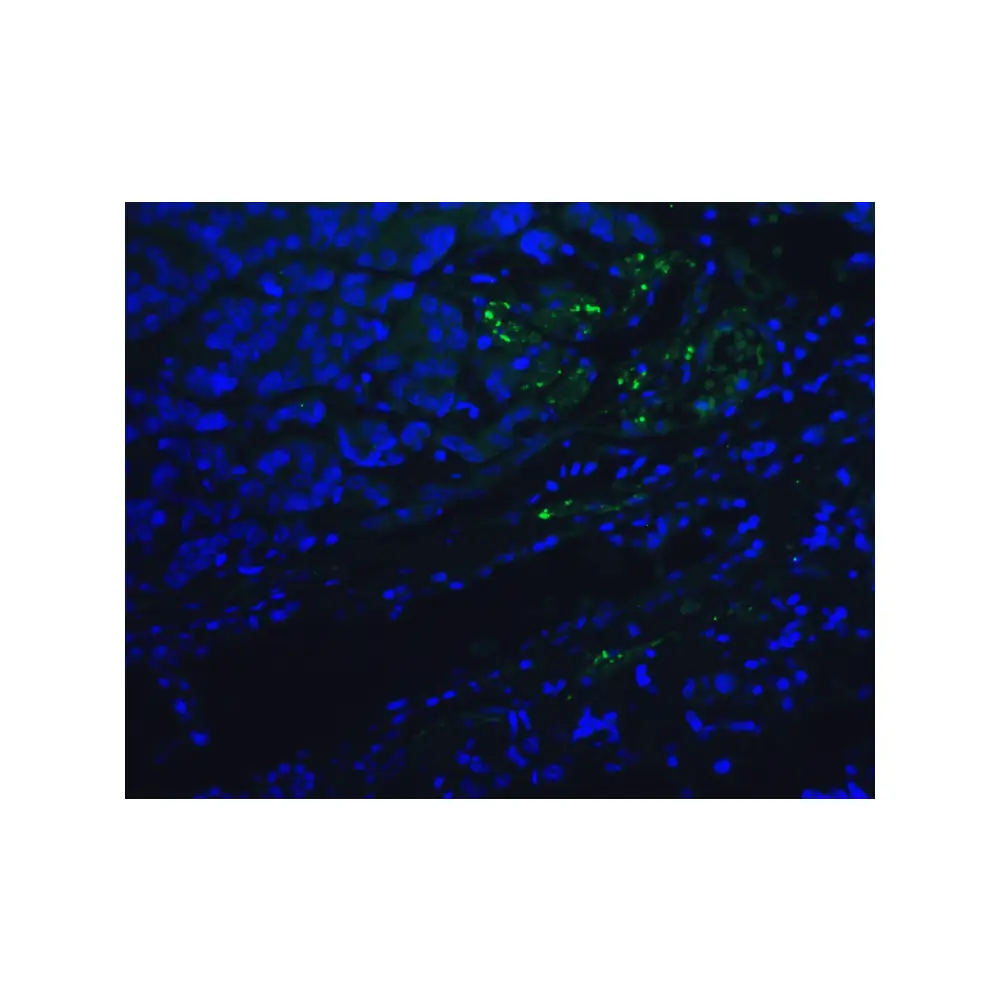 ProSci RF16006 PD1 Antibody [5D3], ProSci, 0.1 mg/Unit Tertiary Image