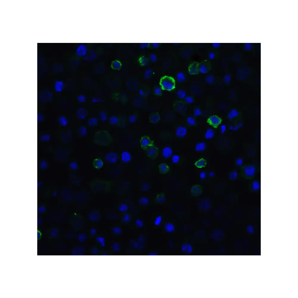 ProSci RF16006 PD1 Antibody [5D3], ProSci, 0.1 mg/Unit Secondary Image
