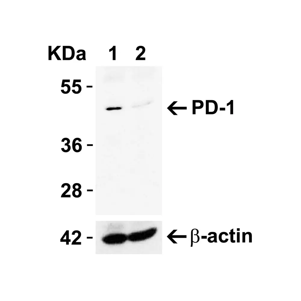 ProSci 4065_S PD-1 Antibody, ProSci, 0.02 mg/Unit Primary Image