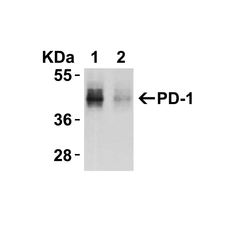 ProSci 4065 PD-1 Antibody, ProSci, 0.1 mg/Unit Secondary Image
