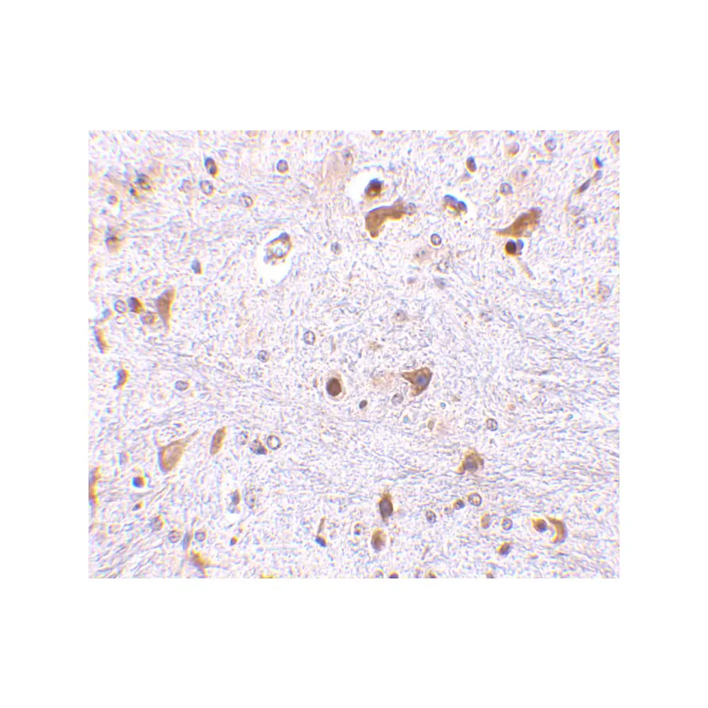 ProSci 3975 PDCD4 Antibody, ProSci, 0.1 mg/Unit Secondary Image