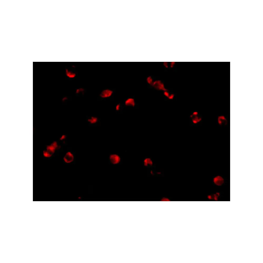 ProSci 5011 PDCD5 Antibody, ProSci, 0.1 mg/Unit Tertiary Image