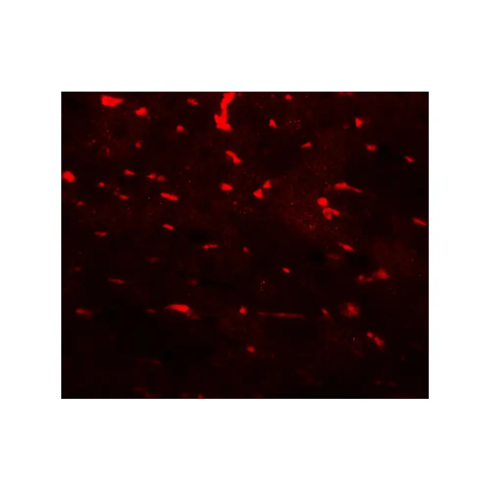 ProSci 7889 PDCL3 Antibody, ProSci, 0.1 mg/Unit Tertiary Image