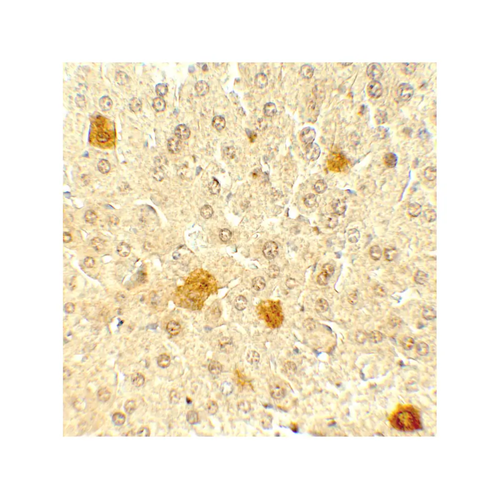 ProSci 7889 PDCL3 Antibody, ProSci, 0.1 mg/Unit Secondary Image