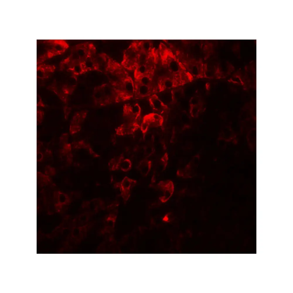 ProSci 8213 PDIA1 Antibody, ProSci, 0.1 mg/Unit Tertiary Image