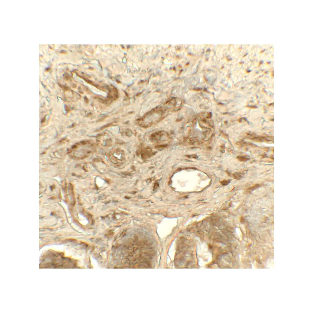 ProSci 8213 PDIA1 Antibody, ProSci, 0.1 mg/Unit Secondary Image