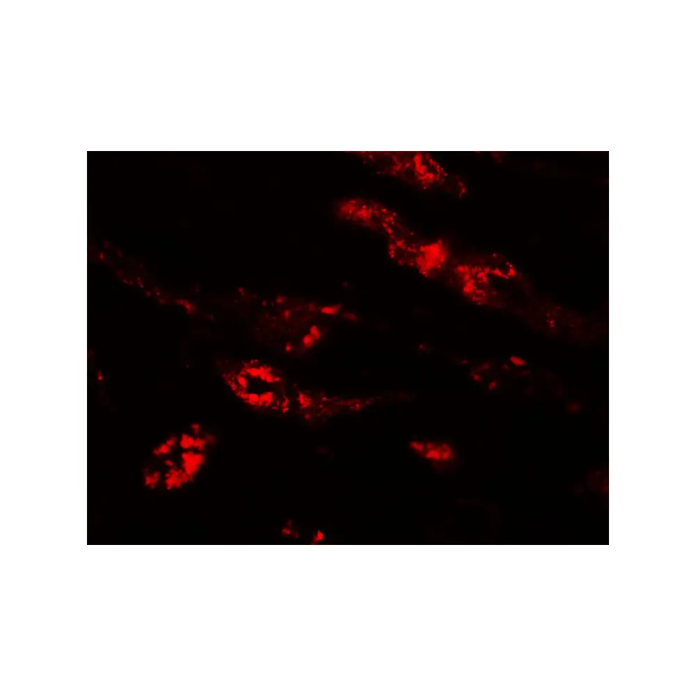 ProSci 6055 PEAR1 Antibody, ProSci, 0.1 mg/Unit Tertiary Image