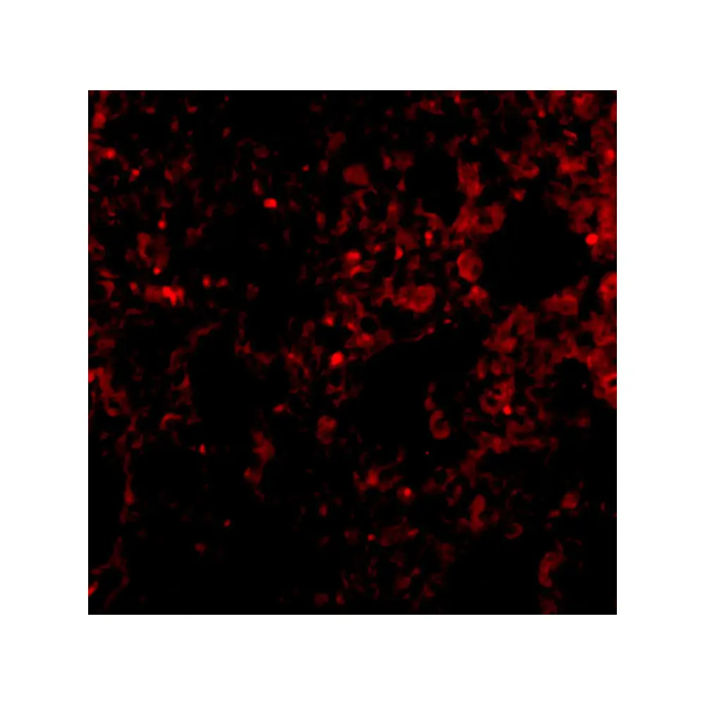 ProSci 3981_S PEN2 Antibody, ProSci, 0.02 mg/Unit Tertiary Image