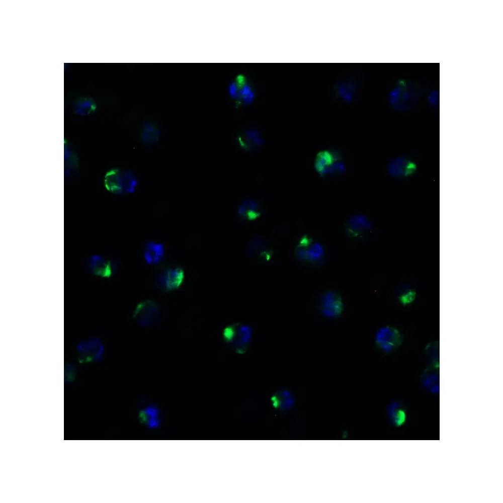 ProSci 9671_S PEX10 (CT) Antibody, ProSci, 0.02 mg/Unit Quaternary Image