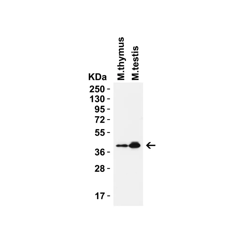 ProSci 9671 PEX10 (CT) Antibody, ProSci, 0.1 mg/Unit Secondary Image