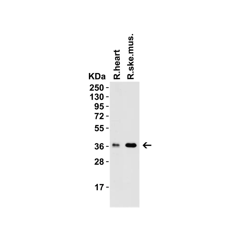 ProSci 9671_S PEX10 (CT) Antibody, ProSci, 0.02 mg/Unit Tertiary Image