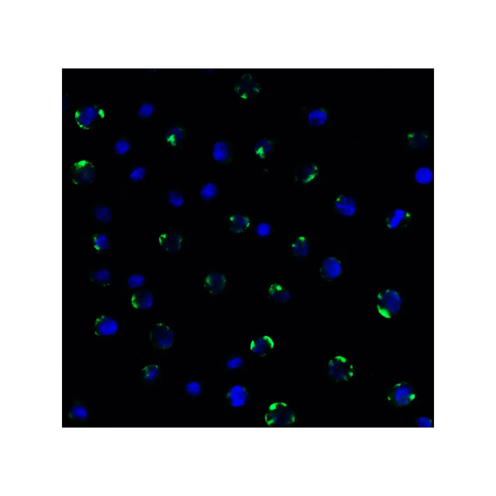 ProSci 9665 PEX3 (CT) Antibody, ProSci, 0.1 mg/Unit Quaternary Image