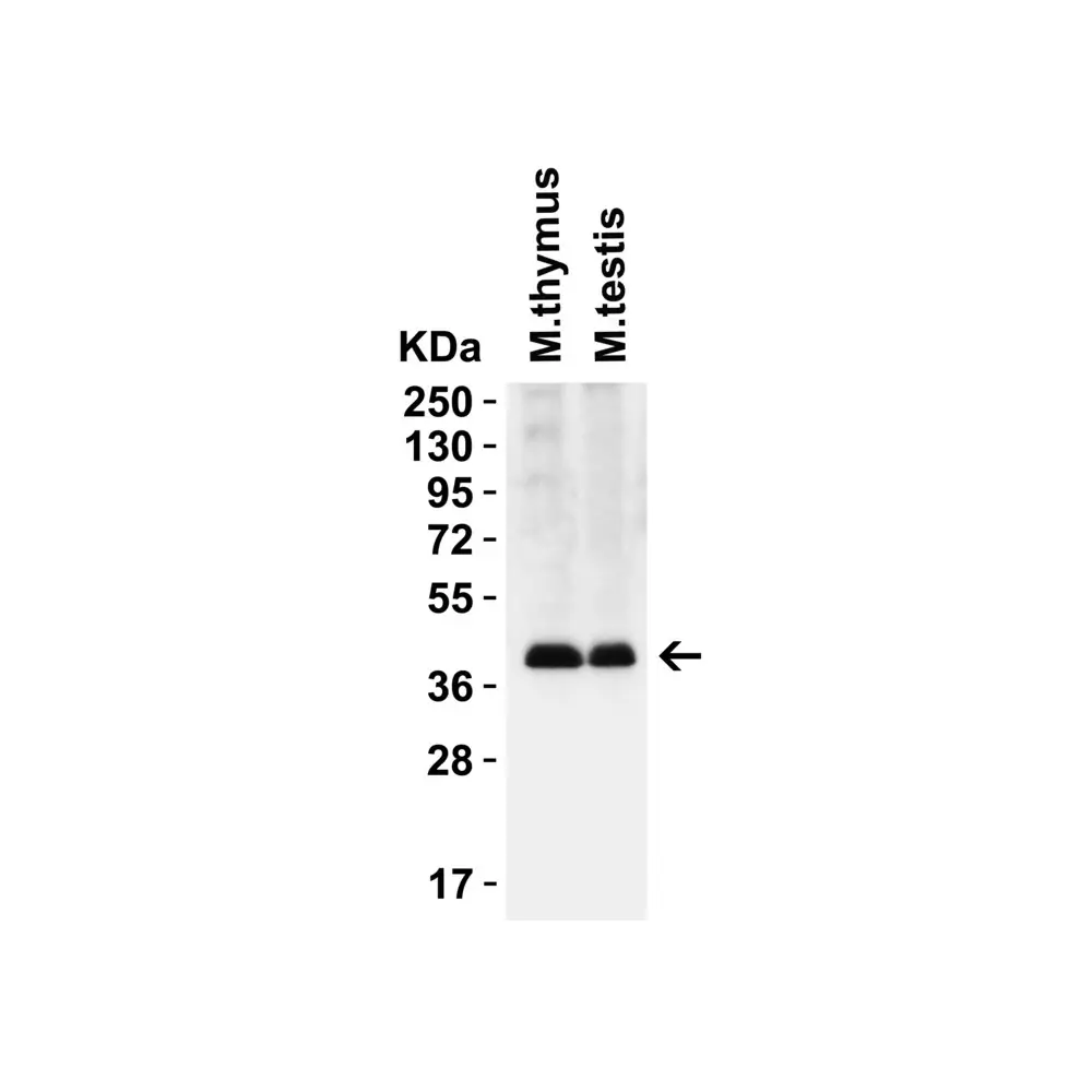 ProSci 9665 PEX3 (CT) Antibody, ProSci, 0.1 mg/Unit Secondary Image