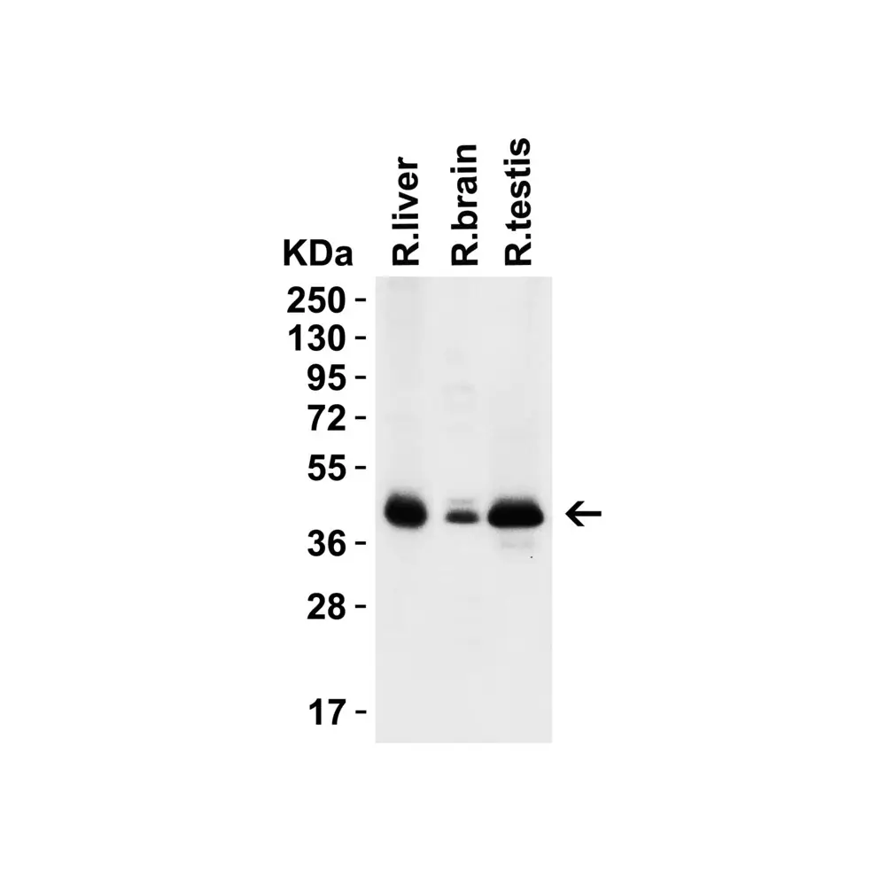 ProSci 9665 PEX3 (CT) Antibody, ProSci, 0.1 mg/Unit Tertiary Image